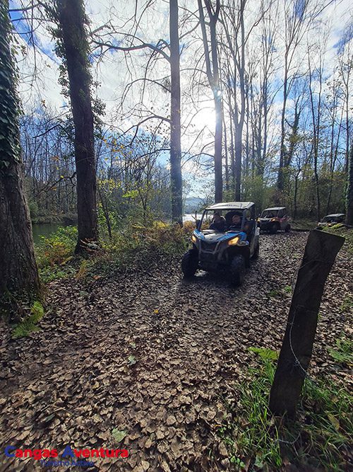 Buggies por el bosque